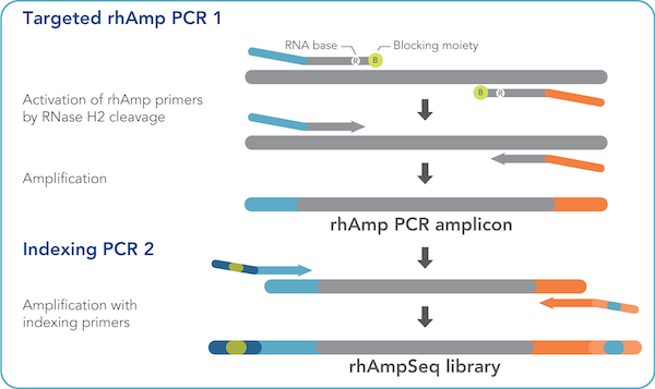 DT lowers genomic barriers with powerful rhAmpSeq targeted sequencing system
