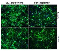 B27 to GS21 from AMSBIO is a next generation serum free neural media supplement