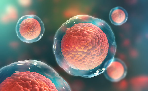  Knockout Cell Lines and Lysates