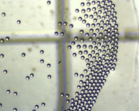 PLGA drug microencapsulation