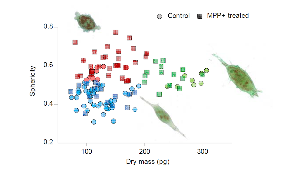 Quantitative characterization of SH-SY5Y cells in the presence of MPP+. Red, Apoptotic cells; Green, Dividing cells; Blue, Normal cells