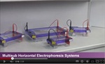 GEL ELECTROPHORESIS SYSTEMS video