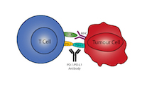  PD-1: PD-Ligands pathway