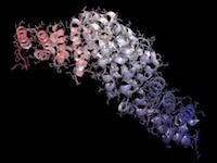  recombinant proteins