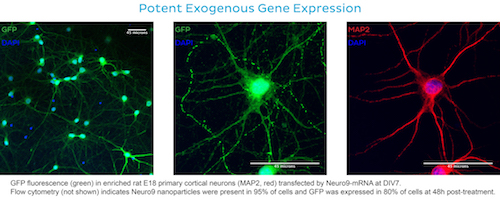 GFP fluorescence