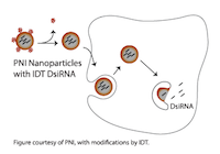 Breaking-Barriers-siRNA-Delivery