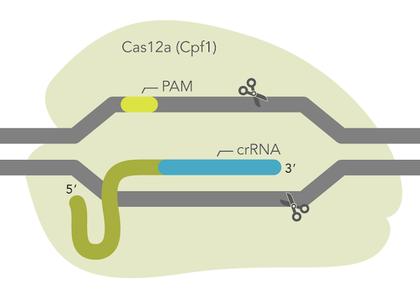  IDT launches ultra-high performance CRISPR Cas12a enzyme