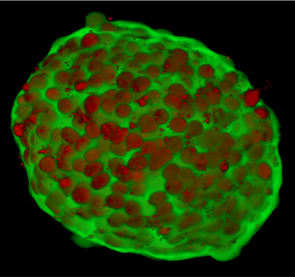 human-cell-design-launches-endocbh5-advanced-human-beta