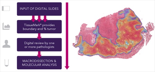 Automated Tumor Detection for Macrodissection and Molecular Pathology