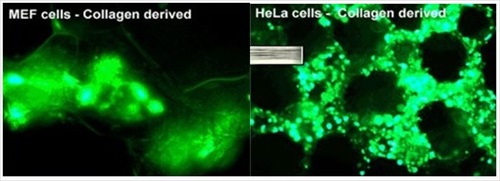 CD Genomics