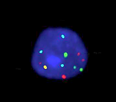 CE-IVD labelled Cytocell Aquarius