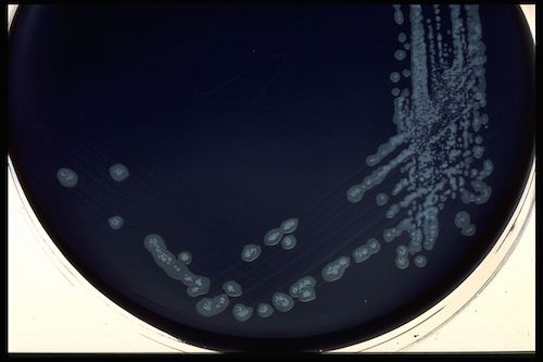 Campylobacter Blood-Free Selective