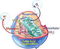 Cellular Metabolism