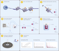 Chromatin Immunoprecipitation Sequencing