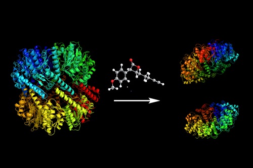 Cleavage of the protease ClpP damaged bacteria