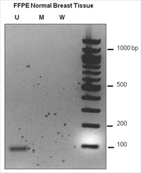 Cp Genome Direct Prep Bisulfite Modification Kit