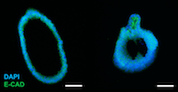 Cultrex® Organoid Progenitor Cells