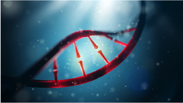 DNA molecule