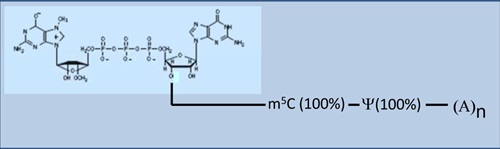 Modified mRNAs as templates for in vitro translation