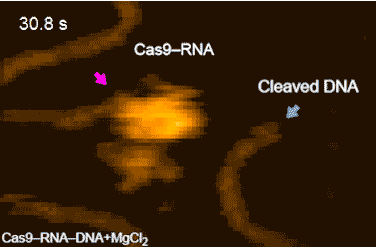 HS-AFM movies of DNA cleavage by Cas9–RNA