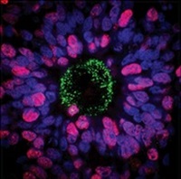 Human Stem Cell-Derived Neural Progenitors and Neurons