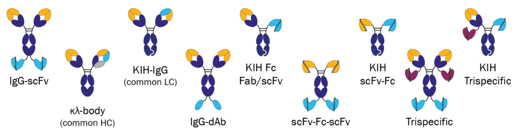 Absolute-Antibody-Launches-Mouse-Bispecific-Antibody-Reagents