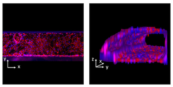 mimetas-and-hubrecht-organoid-technologies-develop-and