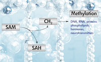 Methylation