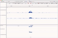 Native & Crosslinked Immunoprecipitation 