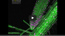 Timelapse of Dancing Plant Root Wins 2017 Nikon Small World in Motion Competition