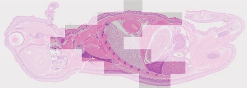 Olympus cellSens -Moving freely on a large sample while Instant MIA builds the final image in real-time