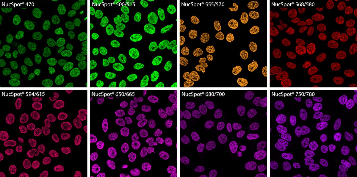 biotium-expands-selection-novel-nuclear-stains-enhanced