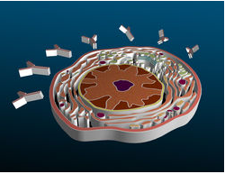 plasma cell