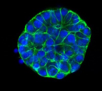  R-Spondin1 cell line