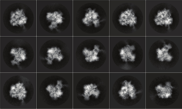 RNA Polymerase III complex 