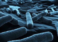 Recombinant Prokaryotic Lectins