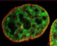 SDSI image of Histone 2B and Lamin AC