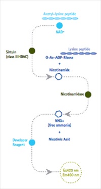 SIRTainty Class III HDAC Assay