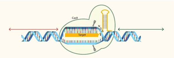 CRISPR/Cas9