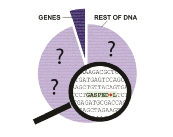 Genetic-accelerators-reveal-themselves