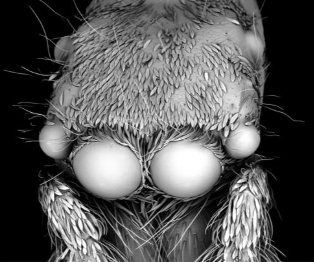 electron-microscopys-very-own-spiderman