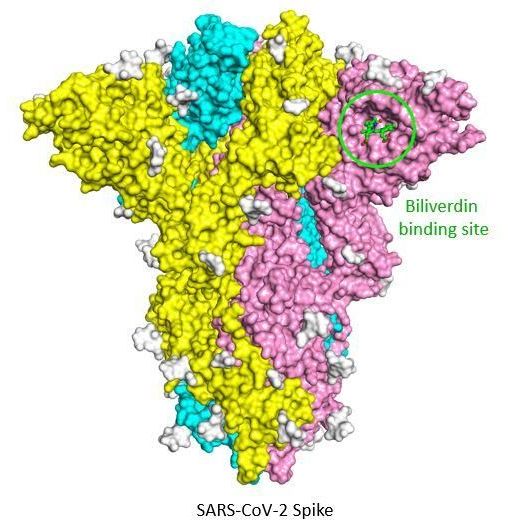 scientists-uncover-molecule-that-can-help-coronavirus