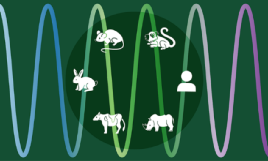 the-speed-life-zoo-cells-study-developmental-time