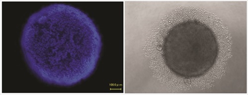 Cell culture