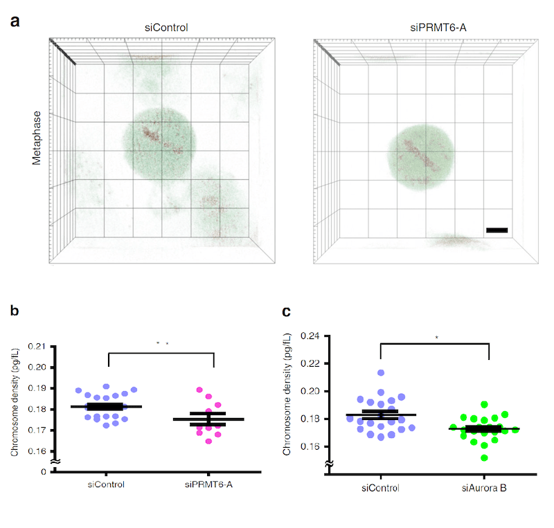 tomocube-holotomography-microscopy-makes-cell-division