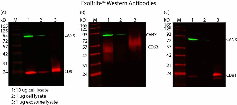 biotium-introduces-new-line-antibodies-exosome