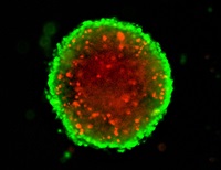3D Spheriod Cell Proliferation