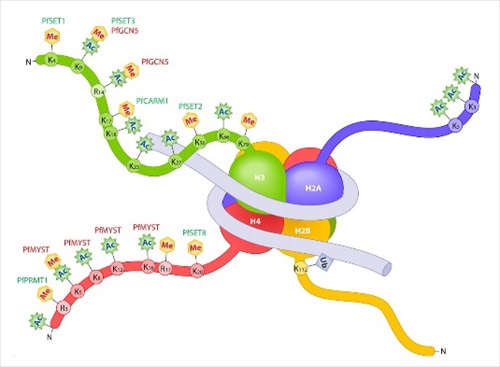 expanding range of recombinant nucleosomes, purified nucleosomes and full length histone proteins