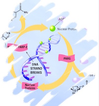 DNA Strand