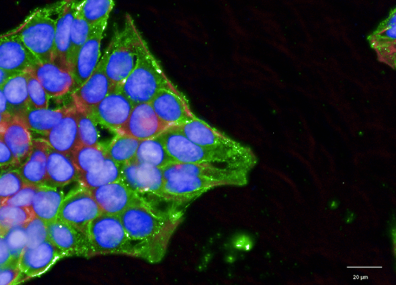 investigating-the-role-heparins-combating-covid19